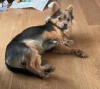 Geboren mei 2024. Reu. In bezit van paspoort, ingeënt., 1 tot 2 jaar, Eén hond, Nederland, Particulier