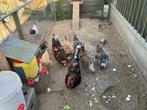 pluimvee, Dieren en Toebehoren, Vrouwelijk, Kip