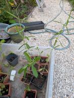 6 verbena plantjes voor 4 euro, Ophalen, Zomer, Overige soorten, Volle zon