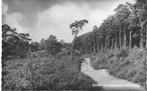 holten Natuurreservaat Holterberg., Verzamelen, Ansichtkaarten | Nederland, 1940 tot 1960, Gelopen, Ophalen of Verzenden, Overijssel