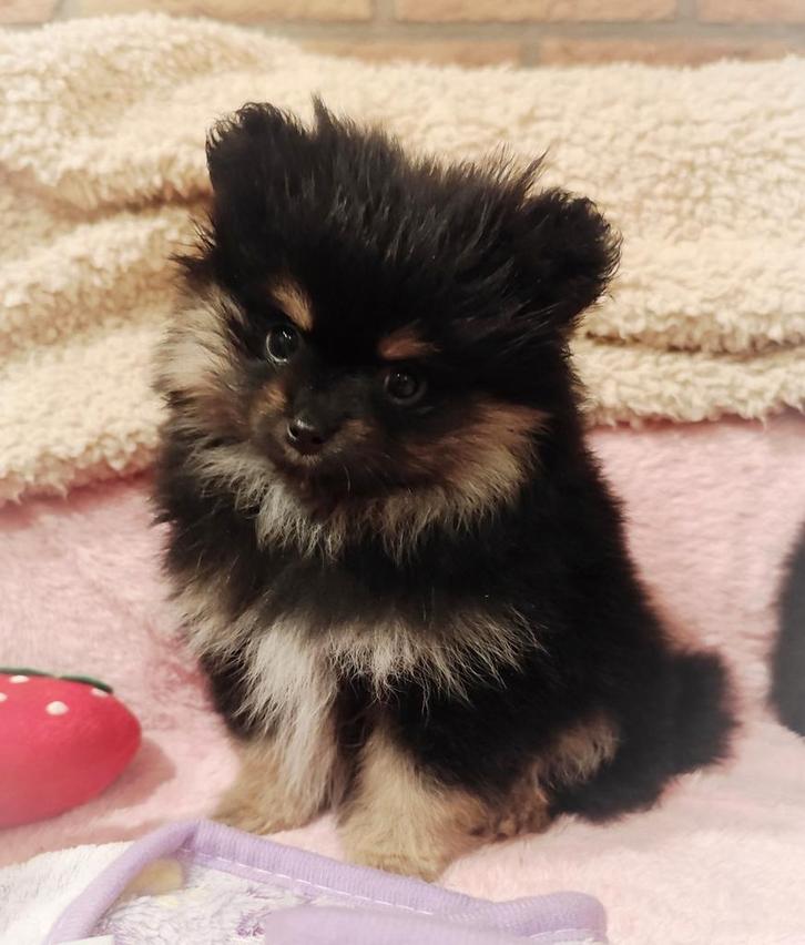 All I want for christmass...2 mini pomeranian puppys❤️ ️, Dieren en Toebehoren, Honden | Poolhonden, Keeshonden en Oertypen, Meerdere dieren