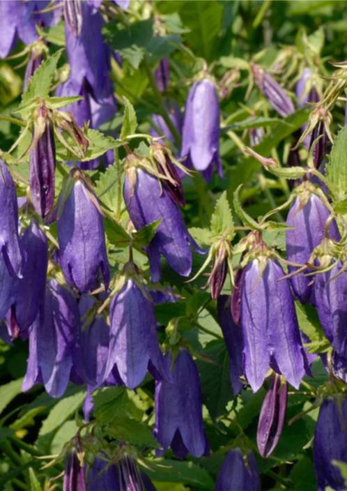 Campanula 'Sarastro' I Vaste plant I Grote Klokjesbloem, Tuin en Terras, Planten | Tuinplanten, Vaste plant, Overige soorten, Volle zon