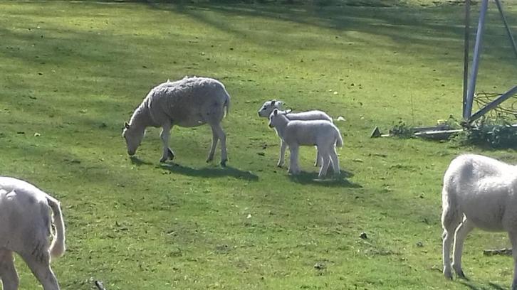 Easy care schapen ooitjes, bokjes, moeder dieren hele kudde, Dieren en Toebehoren, Schapen, Geiten en Varkens, Schaap, Meerdere dieren