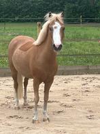 Lieve A pony NMPRS gekeurd, Dieren en Toebehoren, Pony's, Merrie, Recreatiepony
