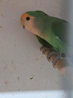 Langbevederde collies, Meerdere dieren, Parkiet