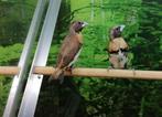 Dwergrietvinken koppel., Meerdere dieren