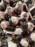 Dubia kweek, Dieren en Toebehoren, Reptielen en Amfibieën | Toebehoren, Ophalen, Nieuw