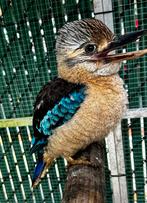 Koppel blauwvleugel kookaburra’s, Dieren en Toebehoren, Meerdere dieren, Roofvogel, Geringd
