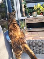 Lieve poes zoekt nieuw huisje met tuin, Dieren en Toebehoren, Poes, Kortharig, 0 tot 2 jaar