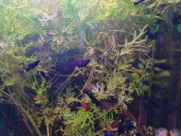 Black Molly jonge visjes beschikbaar voor biedingen