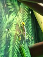 0.01 Phelsuma klemmeri, Ophalen of Verzenden