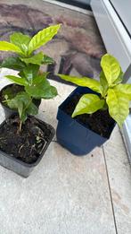 Koffieplant, arabica, Huis en Inrichting, Kamerplanten, Ophalen