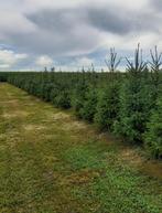 Kerstbomen partij Picea Omorika, Tuin en Terras, Planten | Bomen, Ophalen, Overige soorten, 100 tot 250 cm
