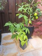 Frambozen, Tuin en Terras, Ophalen, Minder dan 100 cm, Overige soorten, Zomer