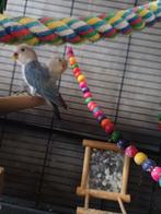 Agaponis om tam te maken, Dieren en Toebehoren, Meerdere dieren, Dwergpapegaai of Agapornis, Tam