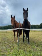 Gezocht: vakantiehulp voor 2 geblesseerde paarden inaugustus, Weidegang, 2 of 3 paarden of pony's