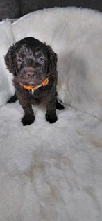 Choco Medium Labradoodle Pups,  vader Australian, Dieren en Toebehoren, Overige rassen, 8 tot 15 weken, Meerdere, Meerdere dieren