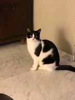 Gouden mand voor 5 kittens/ moeder, gevonden in Heteren, Meerdere dieren, Kortharig, 0 tot 2 jaar