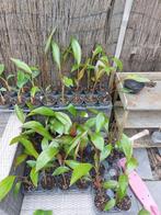 Ensete maurelii, Ophalen of Verzenden, Zomer, Overige soorten