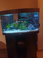 Juwel vision 180 met malawi chicliden, Ophalen, Gevuld zoetwateraquarium