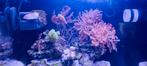 Inhoud zeeaquarium | 35x35x35 42 liter, Dieren en Toebehoren, Overige typen, Zoutwatervis