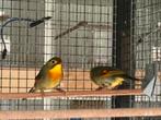 Koppel japanse nachtegalen, Dieren en Toebehoren, Vogels | Overige Vogels, Meerdere dieren, Tropenvogel, Geringd