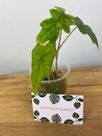 Alocasia Jacklyn, Ophalen of Verzenden, Halfschaduw, Minder dan 100 cm