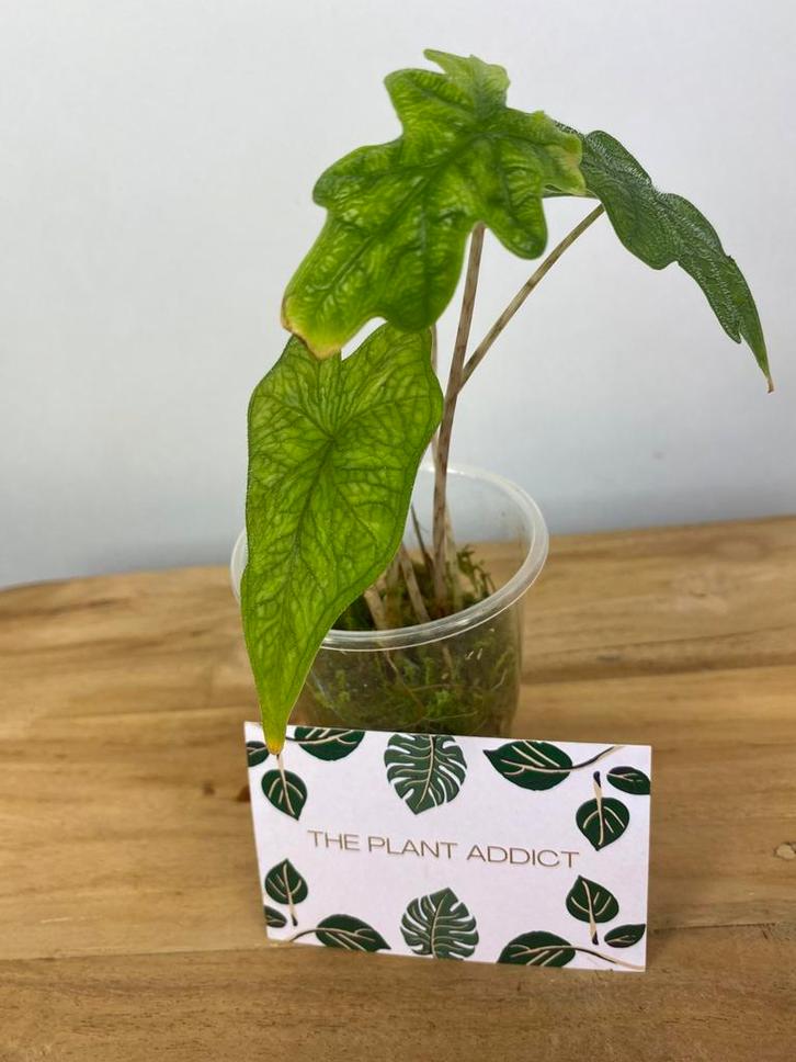 Alocasia Jacklyn, Huis en Inrichting, Kamerplanten, Minder dan 100 cm, Halfschaduw, Ophalen of Verzenden