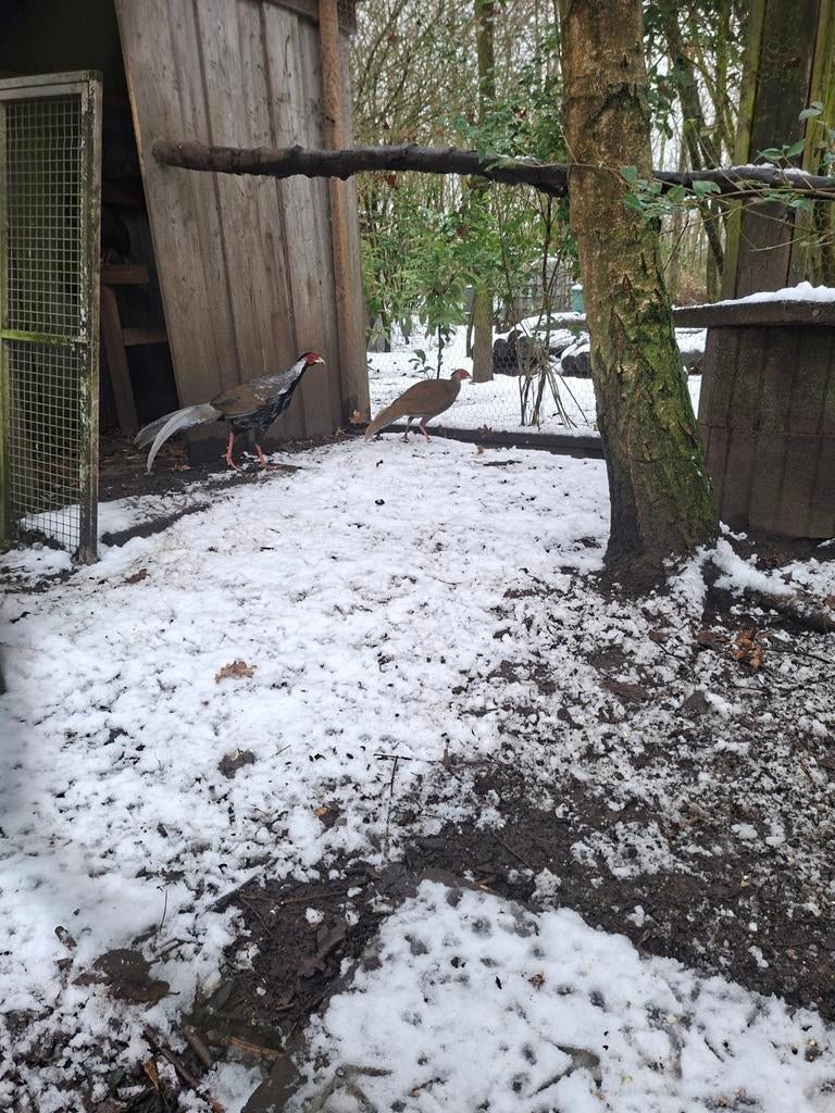 Zilverfazant haan te koop of ruilen, Dieren en Toebehoren, Pluimvee, Mannelijk, Kip