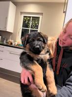 2 Duitse herder pups reutjes met stamboom, Rabiës (hondsdolheid), 8 tot 15 weken, Meerdere, Meerdere dieren