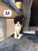 Laatste kitten., Dieren en Toebehoren, Meerdere dieren
