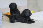 Cockapoo x Cocker Spaniel pups, Dieren en Toebehoren, Nederland, CDV (hondenziekte), 8 tot 15 weken, Meerdere