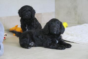 Cockapoo x Cocker Spaniel pups beschikbaar voor biedingen