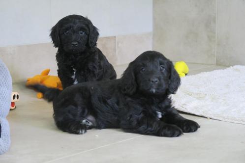 Cockapoo x Cocker Spaniel pups, Dieren en Toebehoren, Honden | Retrievers, Spaniëls en Waterhonden, Meerdere dieren, Spaniël, Fokker | Professioneel