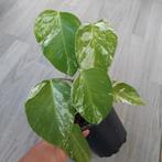 Monstera albo variegata 7 bladeren, Ophalen of Verzenden, Overige soorten, Minder dan 100 cm