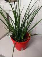 Mooie kamerplant., Ophalen, Halfschaduw, Minder dan 100 cm