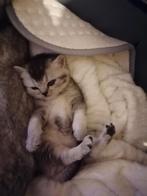 Britse korthaar kitten Grey shaded, Geslacht onbekend