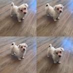 Mogen het nest verlaten. Boomer pups reu teef wit bont merle, Overige rassen, CDV (hondenziekte), 8 tot 15 weken, Meerdere