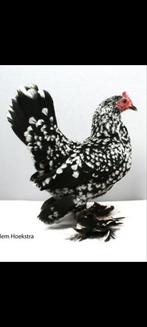 Gezocht broedeieren sabelpootkriel zwartwit gepareld, Dieren en Toebehoren