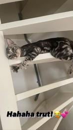 SILVER MARBLE BENGAAL POES 4JR, Dieren en Toebehoren, Katten en Kittens | Raskatten | Korthaar, Poes, Ontwormd, 3 tot 5 jaar