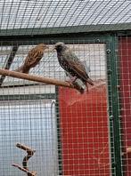 EUROPESE SPREEUW, Mannelijk, Wildzangvogel, Geringd
