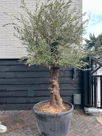 Olea europeae olijfboom ruwe stam beschikbaar voor biedingen