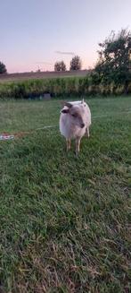 Ouessant Ram lam, Dieren en Toebehoren, Mannelijk, Schaap
