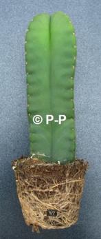 Mooie Kale San Pedro Cactussen ! - Echinopsis scopulicola, Cactus, Bloeiende kamerplant, Volle zon, Verzenden