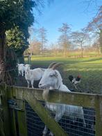 2 witte geiten., Dieren en Toebehoren, Pluimvee