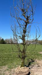 Authentieke Conference Perenbomen, Tuin en Terras, Planten | Bomen, Overige soorten, Lente, 100 tot 250 cm, Ophalen