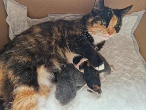 Kittens 25 april geboren, Dieren en Toebehoren, Katten en Kittens | Overige Katten