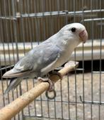 Agapornis roseicollie dwergpapegaai man en pop, Meerdere dieren, Dwergpapegaai of Agapornis