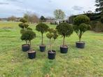 Taxus op stam, Tuin en Terras, Planten | Bomen, Ophalen