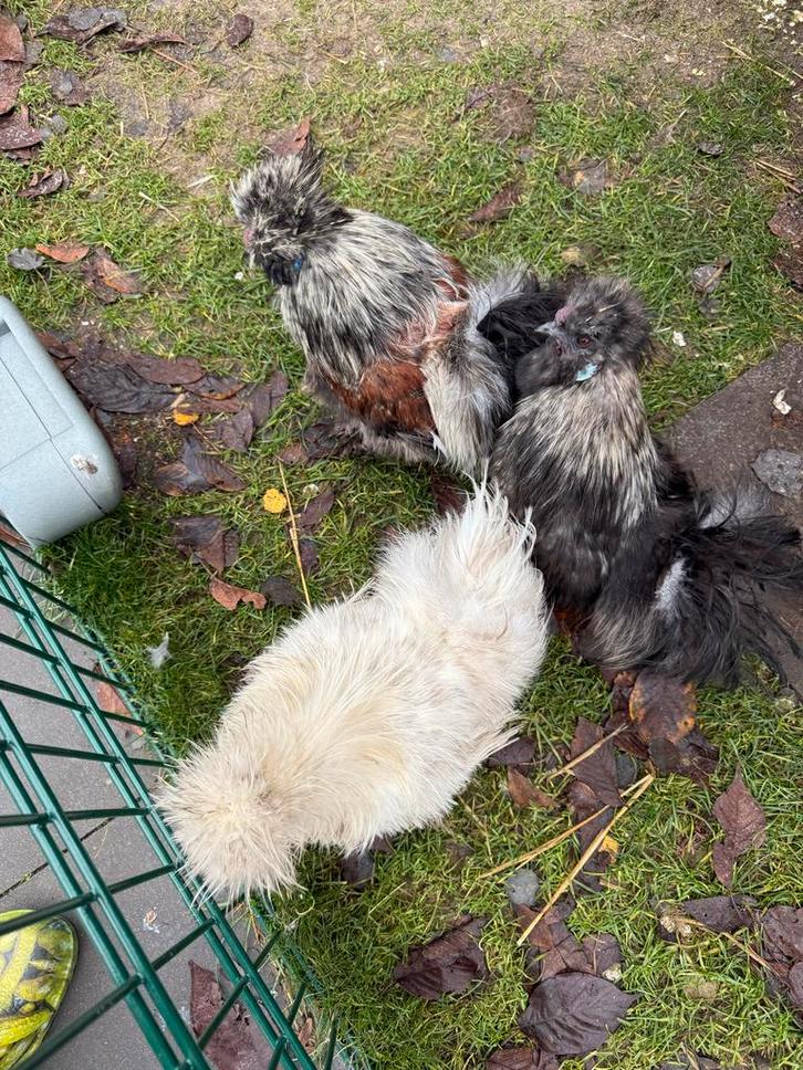 USA zijdehoentjes super tam, Dieren en Toebehoren, Pluimvee, Kip, Meerdere dieren